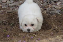 Playing-in-the-dirt