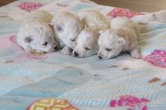 Beautiful-Puppies-Available