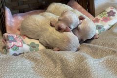 Tessi\'s Litter