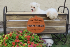 Mesilla-Valley-Pumpkins