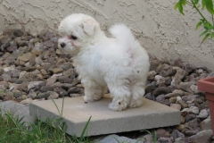 Miss-Ella-Snow