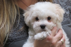Sweet-Little-Guy